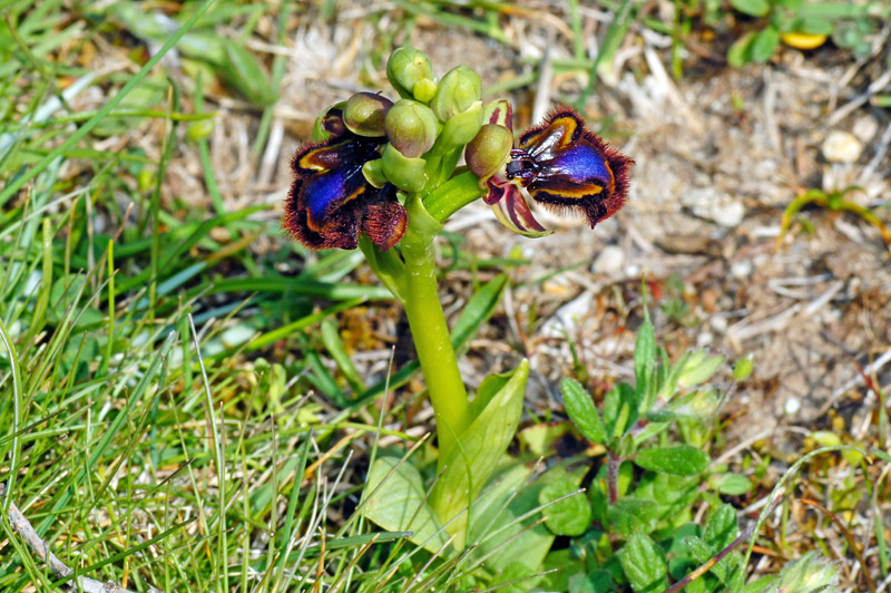 Ophrys speculum